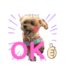 伊藤家の愛犬ぺこちゃんスタンプ2（個別スタンプ：14）