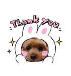 伊藤家の愛犬ぺこちゃんスタンプ2（個別スタンプ：15）