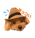 伊藤家の愛犬ぺこちゃんスタンプ2（個別スタンプ：16）