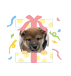例のいぬスタンプ2（個別スタンプ：8）