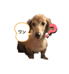 それいけ！さんでぃ（個別スタンプ：1）