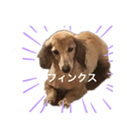 それいけ！さんでぃ（個別スタンプ：3）