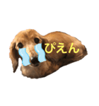 それいけ！さんでぃ（個別スタンプ：4）