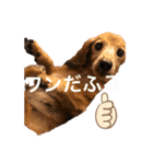 それいけ！さんでぃ（個別スタンプ：6）