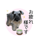 シュナウザーまっく＆うたまる（個別スタンプ：15）