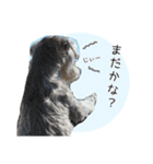 シュナウザーまっく＆うたまる（個別スタンプ：24）