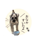 シュナウザーまっく＆うたまる（個別スタンプ：26）