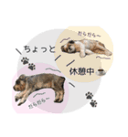 シュナウザーまっく＆うたまる（個別スタンプ：36）