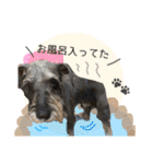 シュナウザーまっく＆うたまる（個別スタンプ：37）