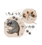シュナウザーまっく＆うたまる（個別スタンプ：38）