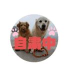 わん♡LOVE（個別スタンプ：3）