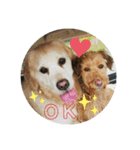 わん♡LOVE（個別スタンプ：9）