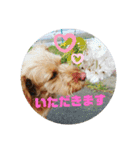 わん♡LOVE（個別スタンプ：13）