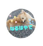 わん♡LOVE（個別スタンプ：27）
