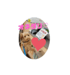 わん♡LOVE（個別スタンプ：35）