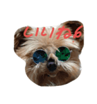 愛犬もずくちゃん´•ﻌ•`（個別スタンプ：1）
