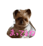 愛犬もずくちゃん´•ﻌ•`（個別スタンプ：2）