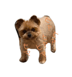 愛犬もずくちゃん´•ﻌ•`（個別スタンプ：3）