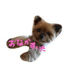 愛犬もずくちゃん´•ﻌ•`（個別スタンプ：4）