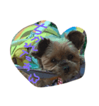 愛犬もずくちゃん´•ﻌ•`（個別スタンプ：7）