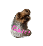 愛犬もずくちゃん´•ﻌ•`（個別スタンプ：8）