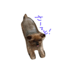 愛犬もずくちゃん´•ﻌ•`（個別スタンプ：11）