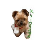 愛犬もずくちゃん´•ﻌ•`（個別スタンプ：12）