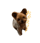 愛犬もずくちゃん´•ﻌ•`（個別スタンプ：13）