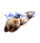 愛犬もずくちゃん´•ﻌ•`（個別スタンプ：16）