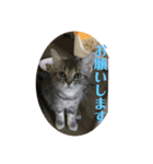 ネコスタイル4C（個別スタンプ：7）