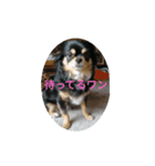 チワワ リックル（個別スタンプ：3）