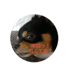 チワワ リックル（個別スタンプ：4）