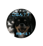 チワワ リックル（個別スタンプ：6）