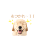 ゴールデンレトリバーカリンさん。（個別スタンプ：1）