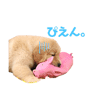 ゴールデンレトリバーカリンさん。（個別スタンプ：2）