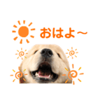 ゴールデンレトリバーカリンさん。（個別スタンプ：3）