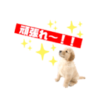 ゴールデンレトリバーカリンさん。（個別スタンプ：4）