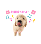 ゴールデンレトリバーカリンさん。（個別スタンプ：5）