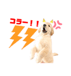 ゴールデンレトリバーカリンさん。（個別スタンプ：8）