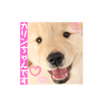 ゴールデンレトリバーカリンさん。（個別スタンプ：16）