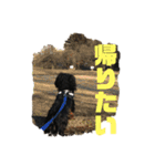 ダックスフント犬まろろNO2（個別スタンプ：1）
