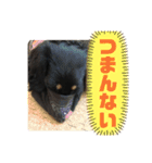 ダックスフント犬まろろNO2（個別スタンプ：4）