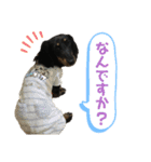 ダックスフント犬まろろNO2（個別スタンプ：5）