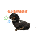ダックスフント犬まろろNO2（個別スタンプ：7）