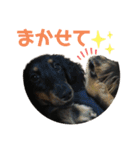 ダックスフント犬まろろNO2（個別スタンプ：8）