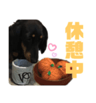 ダックスフント犬まろろNO2（個別スタンプ：13）