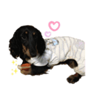 ダックスフント犬まろろNO2（個別スタンプ：15）