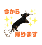 ダックスフント犬まろろNO2（個別スタンプ：16）