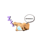 ポメラニアン のガオ（個別スタンプ：8）