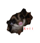 フクモモ小春（個別スタンプ：2）